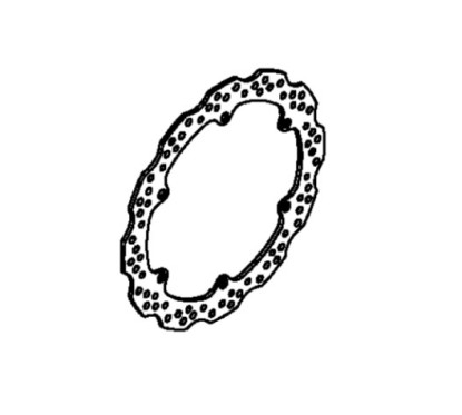 Front Brake Disc Right Honda CB650F